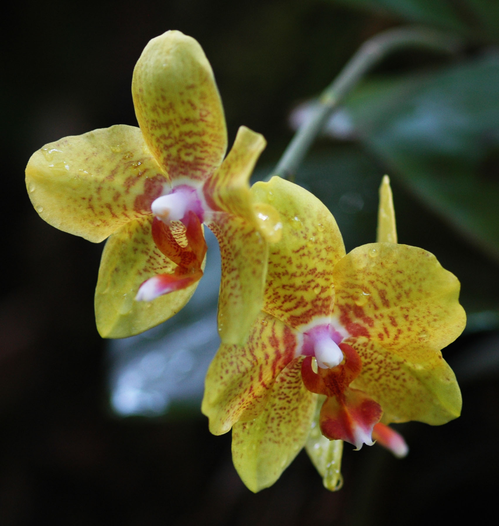Yellow Orchid